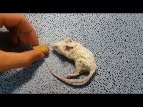 Head transplant carried out on monkey, claims maverick surgeon.